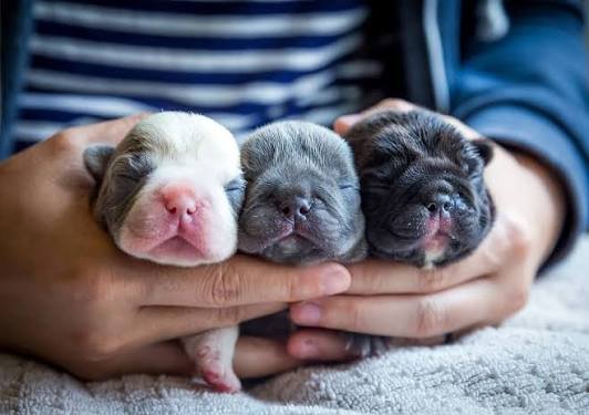 French Bulldog puppy photo placeholder